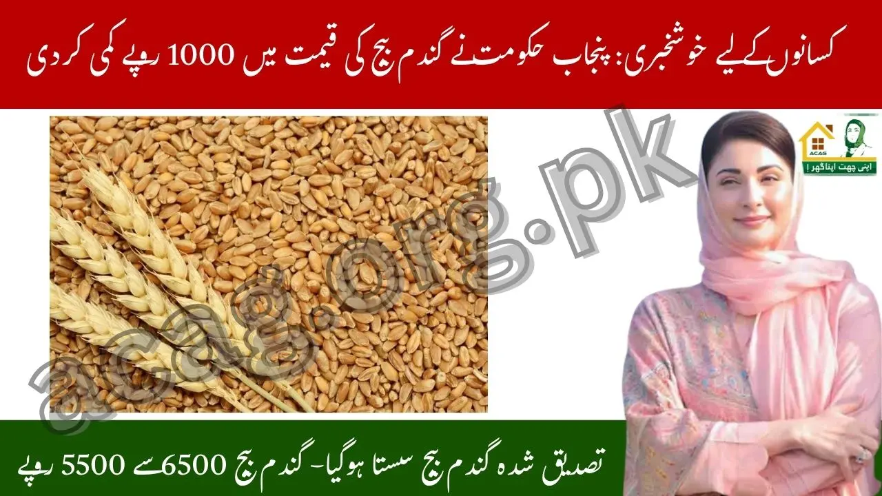 Punjab Govt Reduces Wheat Seed Price to Rs 5500 per Bag