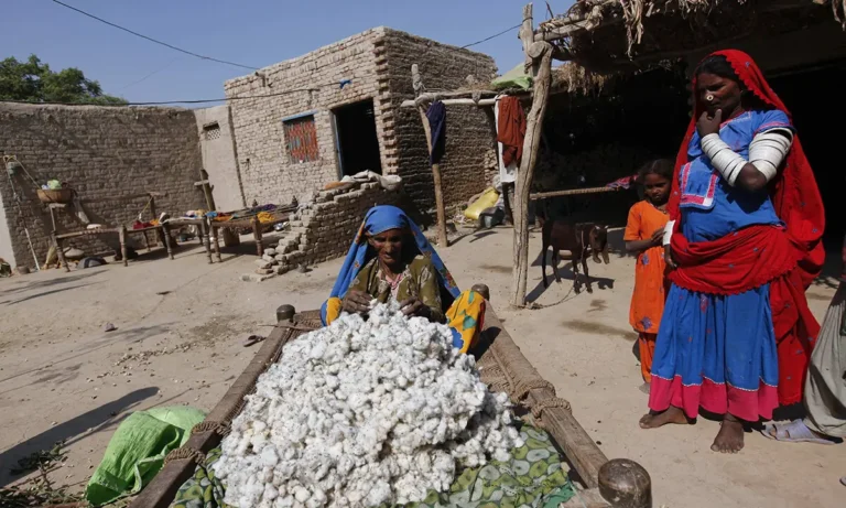 Flat Cotton Output Triggers Calls for Policy Reforms in Pakistan 2025